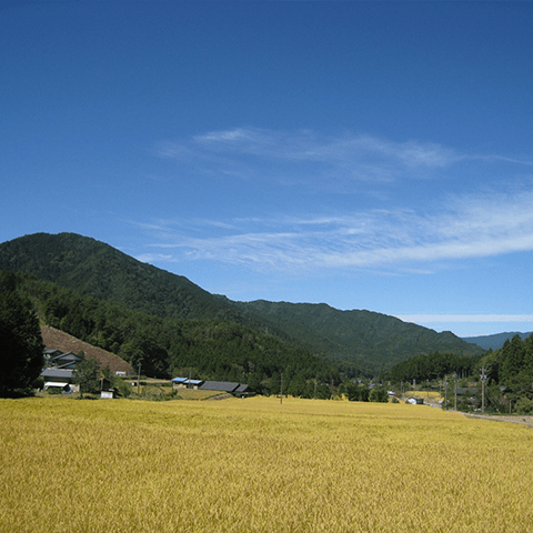 越原上集落営農組合のお米